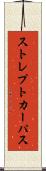 ストレプトカーパス Scroll