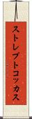 ストレプトコッカス Scroll