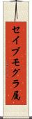 セイブモグラ属 Scroll