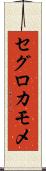 セグロカモメ Scroll