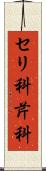セリ科 Scroll