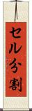 セル分割 Scroll