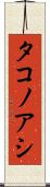 タコノアシ Scroll
