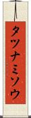タツナミソウ Scroll