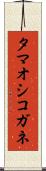タマオシコガネ Scroll