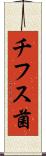 チフス菌 Scroll