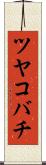 ツヤコバチ Scroll