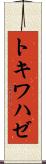 トキワハゼ Scroll