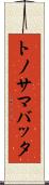 トノサマバッタ Scroll