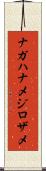 ナガハナメジロザメ Scroll