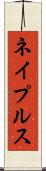 ネイプルス Scroll