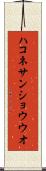 ハコネサンショウウオ Scroll