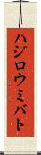 ハジロウミバト Scroll