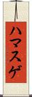ハマスゲ Scroll