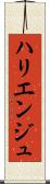 ハリエンジュ Scroll