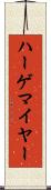 ハーゲマイヤー Scroll