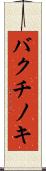 バクチノキ Scroll