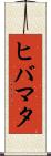 ヒバマタ Scroll