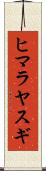 ヒマラヤスギ Scroll