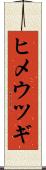 ヒメウツギ Scroll