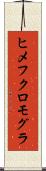 ヒメフクロモグラ Scroll