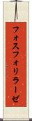 フォスフォリラーゼ Scroll