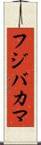 フジバカマ Scroll