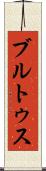 ブルトゥス Scroll