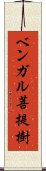 ベンガル菩提樹 Scroll