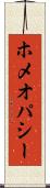 ホメオパシー Scroll