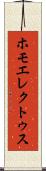 ホモ・エレクトゥス Scroll