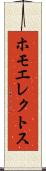 ホモエレクトス Scroll