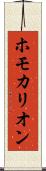 ホモカリオン Scroll