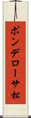 ポンデローサ松 Scroll
