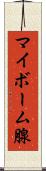 マイボーム腺 Scroll