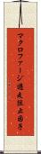 マクロファージ遊走阻止因子 Scroll