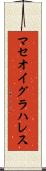 マセオイグラハレス Scroll