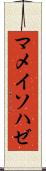 マメイソハゼ Scroll