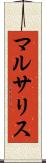 マルサリス Scroll