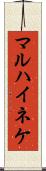 マルハイネケ Scroll