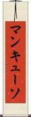 マンキューソ Scroll