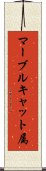 マーブルキャット属 Scroll