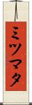 ミツマタ Scroll