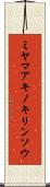 ミヤマアキノキリンソウ Scroll