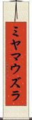 ミヤマウズラ Scroll
