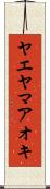 ヤエヤマアオキ Scroll
