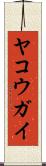 ヤコウガイ Scroll