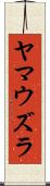 ヤマウズラ Scroll