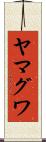 ヤマグワ Scroll