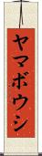 ヤマボウシ Scroll